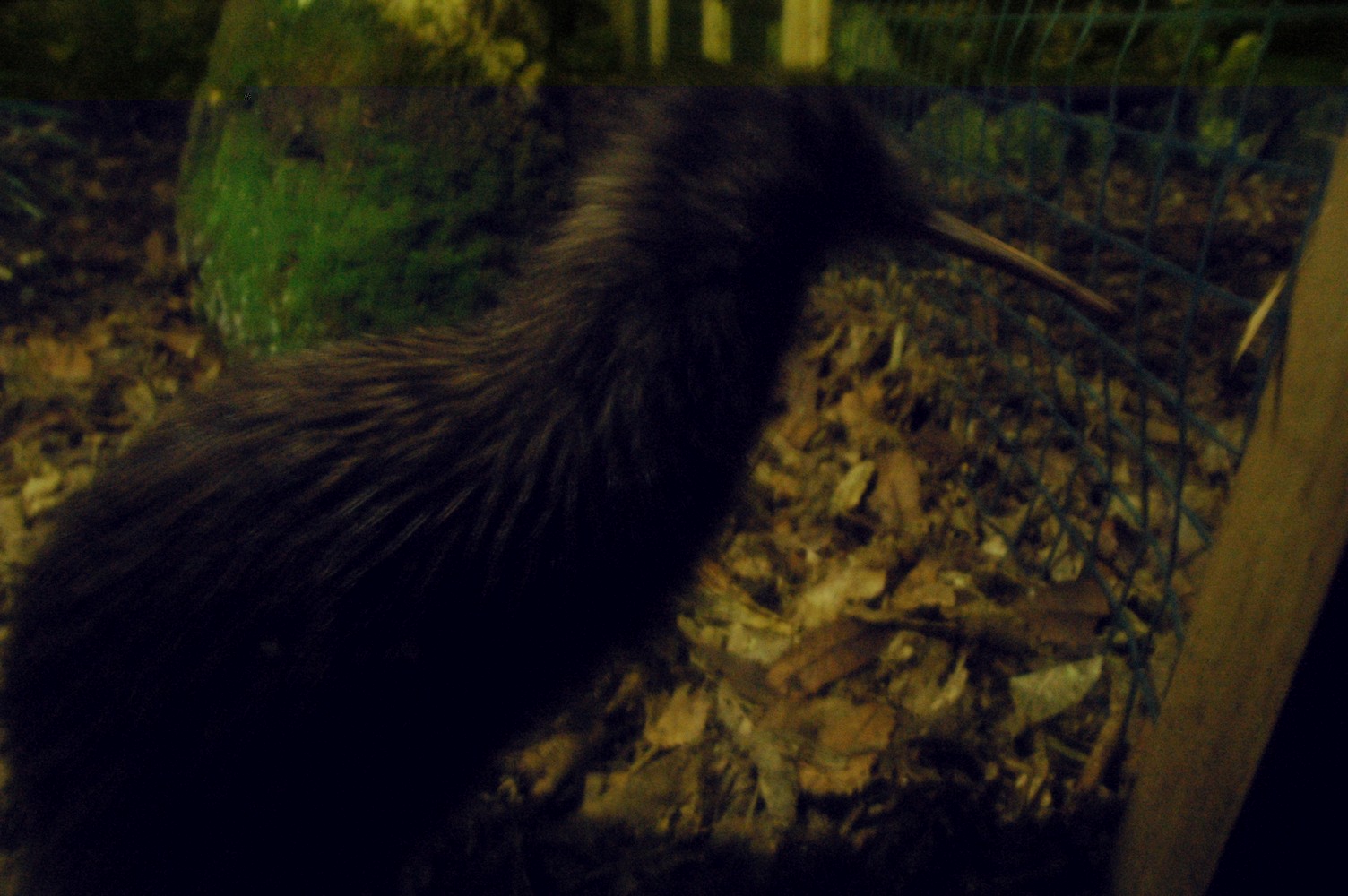 455   06 02   Otorohanga   Kiwi centrum